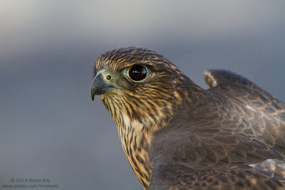 Merlin_MG_7130.jpg