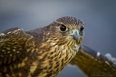 Merlin_MG_7121.jpg