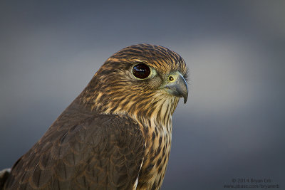 Merlin_MG_7094.jpg