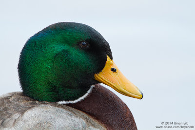 Mallard-Drake-Portrait_MG_7530.jpg