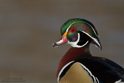 Wood-Duck-Drake_MG_7808.jpg