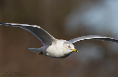 Ring-Billed-Gull_MG_7668.jpg