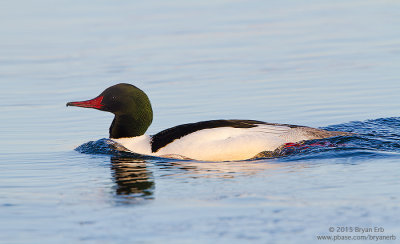 Common-Merganser_MG_8164.jpg