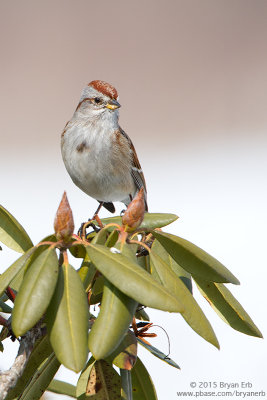 American-Tree-Sparrow_MG_8497.jpg
