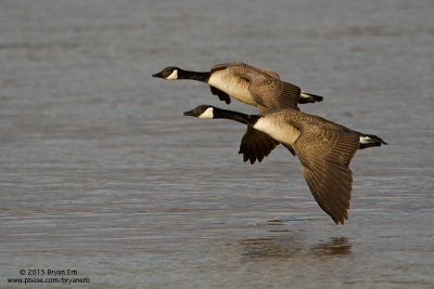 Canada-Geese-Flyby_MG_8380.jpg