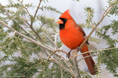 Northern-Cardinal-Male.jpg