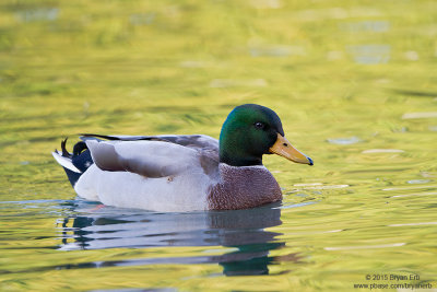 Mallard-Drake_MG_3606.jpg