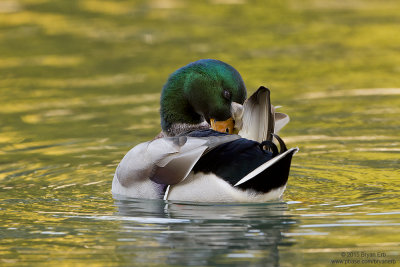 Mallard Male Preening_MG_3620.jpg