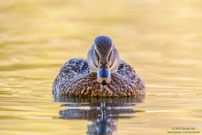 Female Mallard Head On_MG_4622.jpg