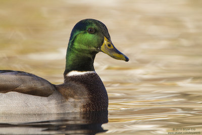 Mallard Drake_MG_4604.jpg