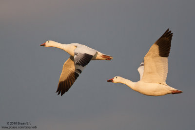 Snow-Geese_MG_5366.jpg