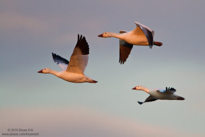 Snow-Geese-Last-Light_MG_5463.jpg