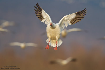Snow-Goose-Landing_MG_5145.jpg