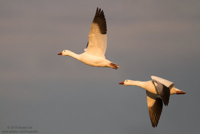 Snow-Geese-in-Flight-Last-Light_MG_5367.jpg