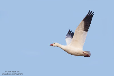 Snow-Goose-in-Flight_MG_5083.jpg