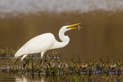 Great-Egret-with-fish_MG_6306.jpg