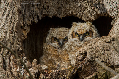 Great-Horned-Owls-in-Nest_MG_6733.jpg