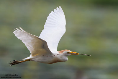 Cattle-Egret-with-Nest-Material_MG_7686.jpg