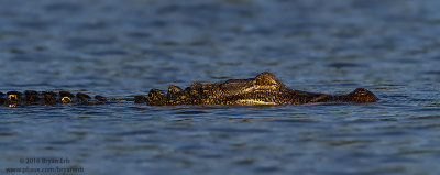 Alligator_MG_7784.jpg