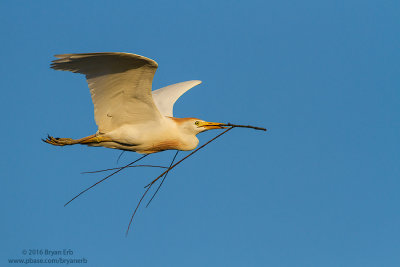 Cattle-Egret-with-stick_MG_7831.jpg