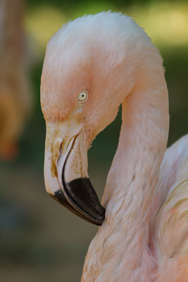 Flamingo_MG_9430.jpg