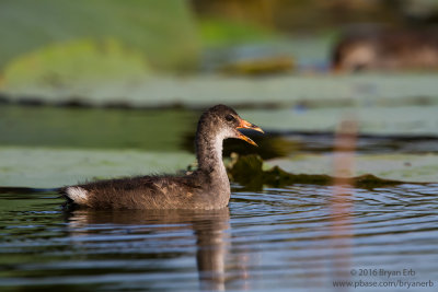 Common-Moorhen-Chick_MG_0050.jpg