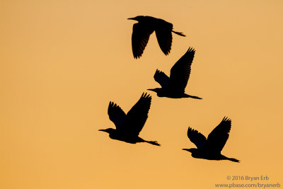 Cattle-Egrets-returning-to-roost--sunset_MG_0277.jpg