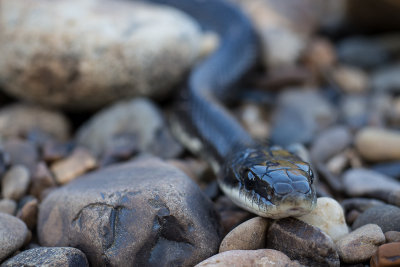 Black-Rat-Snake_A160041.jpg