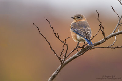 Eastern-Bluebird-Female_MG_1037.jpg