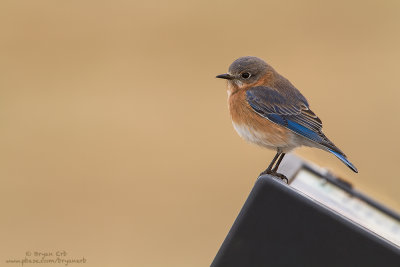 Eastern-Bluebird-Female_MG_1322.jpg