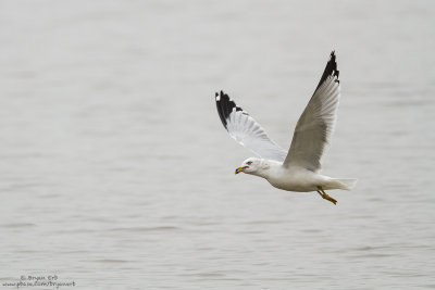 Ring-Billed-Gull_MG_1358.jpg