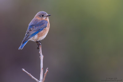 Eastern-Bluebird-Female_MG_1307.jpg