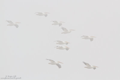 American-White-Pelican-in-Fog_MG_1193.jpg