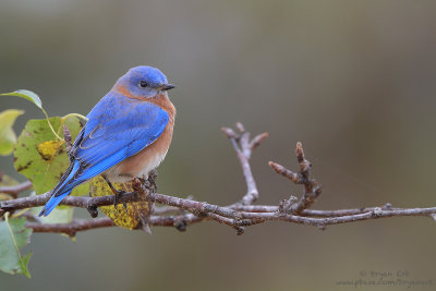 Eastern-Bluebird-Male_MG_1264.jpg