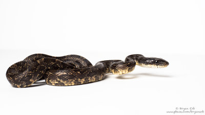 Western-Rat-Snake_C040156.jpg