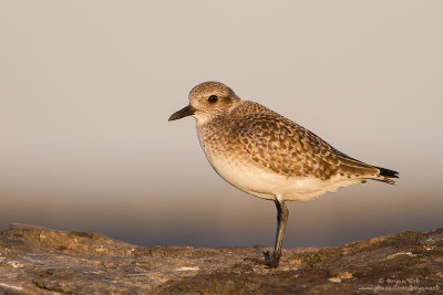 Black-Bellied-Plover_MG_1455-Edit.jpg