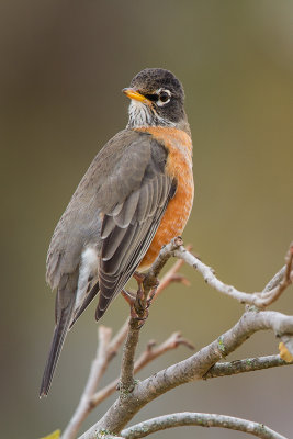 American-Robin_MG_1243.jpg