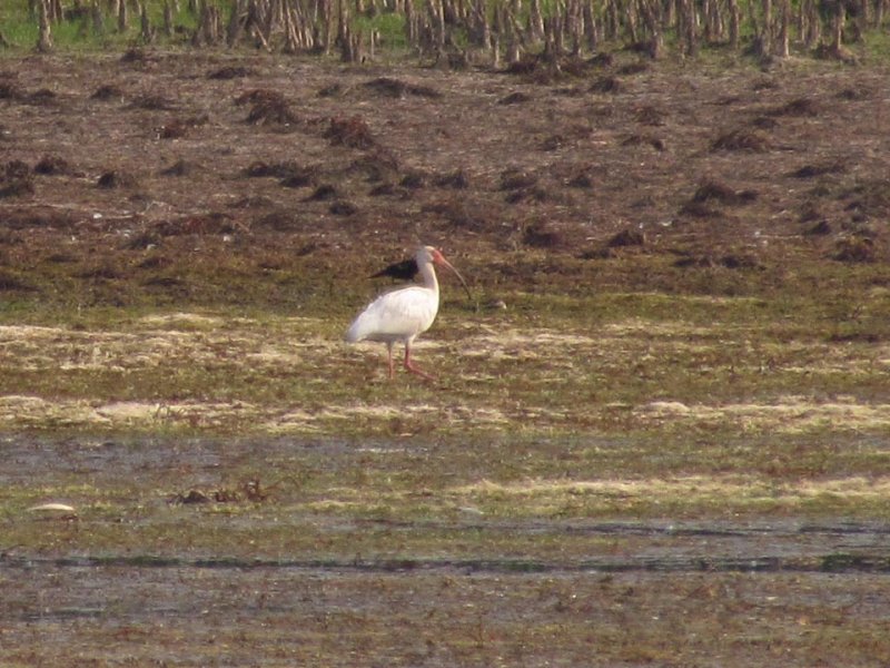 White Ibis 6-10-13 Wolf Lake - Bong SRA6.jpg