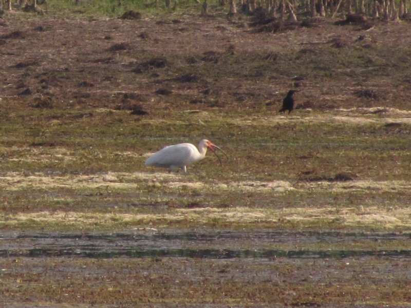 White Ibis 6-10-13 Wolf Lake - Bong SRA7.jpg