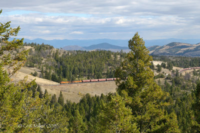 MRL Weed, MT