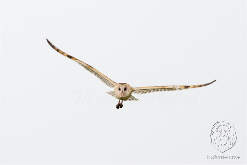 Australasian Grass Owl