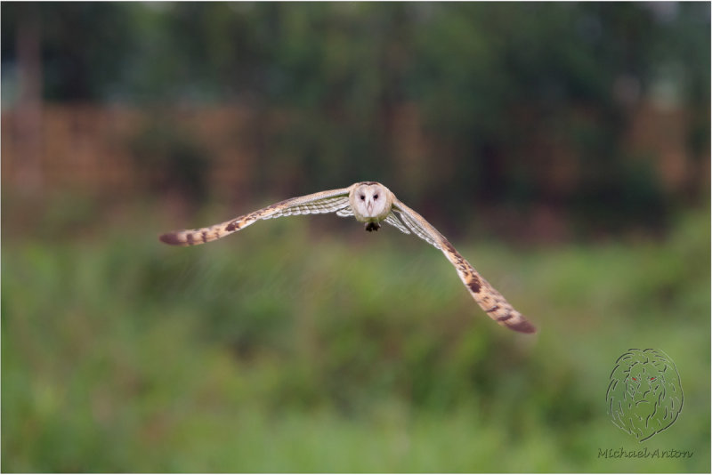 Australasian Grass Owl