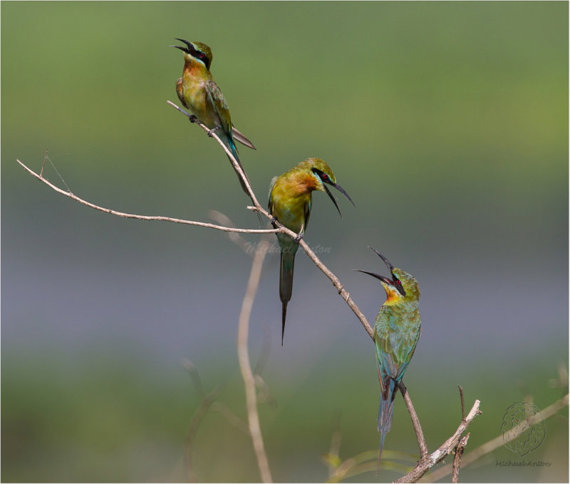 Blue-Tailed Bee-eater <i>(Merops philippinus)<i/>