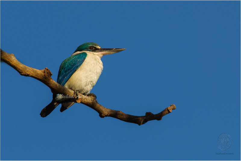 Collared Kingfisher  <i>(Todiramphus chloris)<i/>