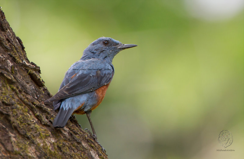 Blue Rock-Thrush <i>(Monticola solitarius)</i>