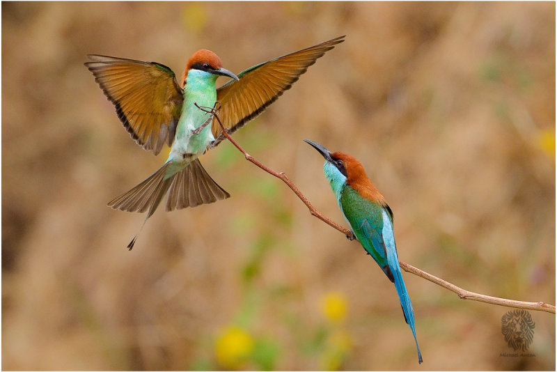 Blue Throated Bee-eater <i>(Merops viridis)<i/>
