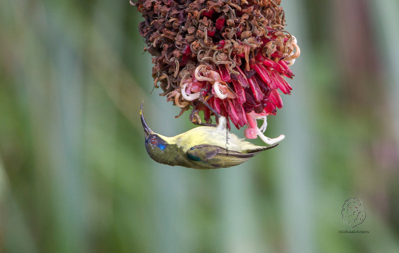 Luzon Sunbird <i>(Aethopyga jeffreyi)<i/>