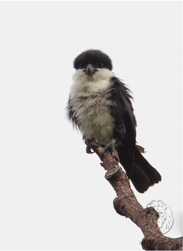 Philippine Falconet <i>(Microhierax erythrogenys)<i/>