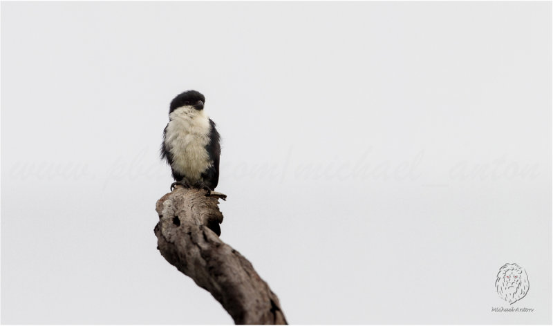 Philippine Falconet <i>(Microhierax erythrogenys)<i/>