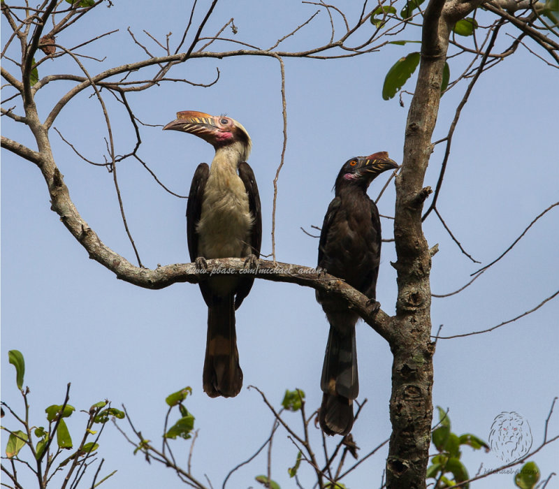 Hornbill, Luzon <i>(Penelopides manillae)<i/>